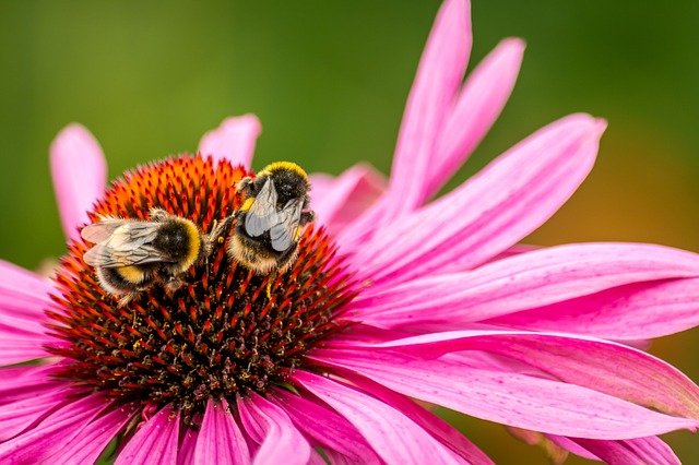 včely na květině